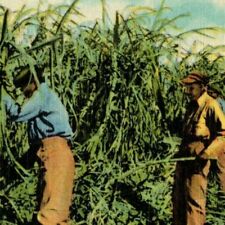 c1940's Vintage Linen Fruit Postcard Florida Everglades Harvesting Sugar Cane  picture