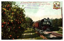 postcard January Scene-Train running through Orange Groves Florida A1288 picture