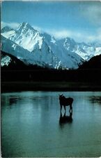 Welcome Haines Alaska AK Young Moose Shilkat River Postcard PM Seattle WA Cancel picture
