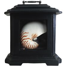 A natural striped Chambered Nautilus Half Shell displayed in a Black Tabernacle picture