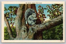 Postcard I'm Nuts About This Place Squirrel In Tree Linen UNP A15 picture