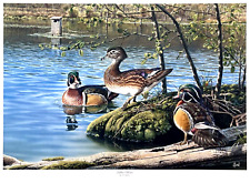Al Agnew Signed/Numbered LADIES CHOICE Wood Duck Art Print 21.5