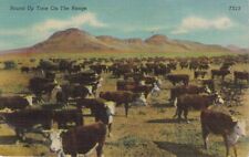 Hereford Cattle on Ranch, Texas. Linen Posted 1948 picture