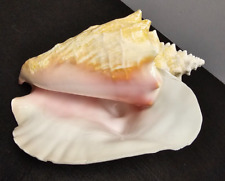 Large Pink Queen Conch Shell Good Condition 2.10 Pounds Natural Seashell picture