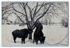 c1940 American Bison Native Animal North America Deansboro New York NY Postcard picture