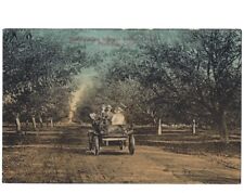 c1908 Driving Automobiling Between Walnut Trees Monrovia California CA Postcard picture