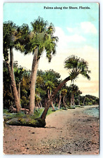 Original Old Vintage Outdoor Postcard Palm Trees Along The Shore Florida USA picture