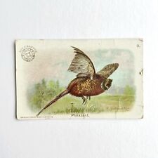 1908 PHEASANT Bird Series Arm & Hammer Trade Card No 9 picture