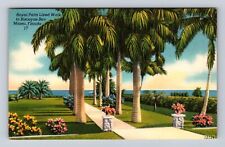Miami FL-Florida, Royal Palm Lined Walk, Antique, Vintage Souvenir Postcard picture