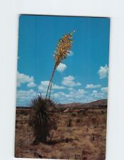 Postcard The Yucca New Mexico's State Flower picture