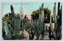 c1910s DB Postcard Riverside CA Cacti in City Park picture
