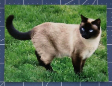 Postcard Beautiful Siamese Cat 5.5