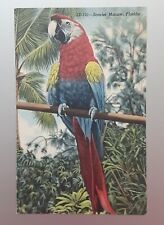 Postcard Scarlet Macaw Florida ~Unposted ~Free Shipping picture