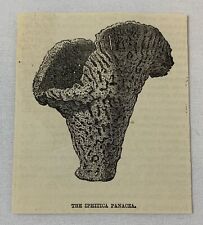 1883 small magazine engraving ~ THE IPHITICA PANACEA Sea Sponge picture