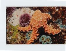Postcard Aquarium Museum Scripps Institution of Oceanography La Jolla California picture