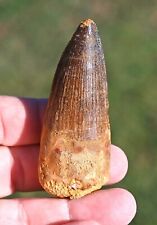 Spinosaurus tooth 3.0 inches, from Morocco  #3 picture