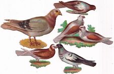 18100s Victorian Die Cut Scrap -Pigeon Birds 3 inches picture
