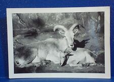 1964 Photo   ////   GOATS IN ZOO picture