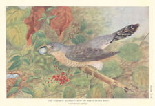 Common Hawk-Cuckoo or Brain-Fever Bird (Hierococcyx varius). Indian Birds 1936 picture