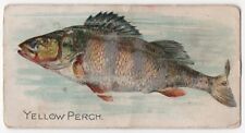 1920s Yellow Perch Card E32 Philadelphia Caramels Like Allen & Ginter N8 Tobacco picture