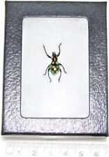 Pachyrrhynchus gemmatus REAL FRAMED WEEVIL BEETLE BLUE GREEN PHILIPPINES picture