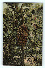 Bunch of Bananas Bermuda Postcard D1 Tropical Island Banana Tree picture