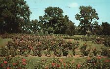 Vintage Postcard 1950's Magnificent Rose Garden Park Minneapolis Minnesota MN picture