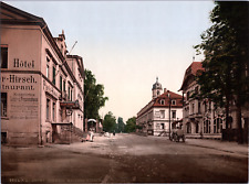 Germany, Saxon Switzerland. White Deer. vintage print photochrome, v picture
