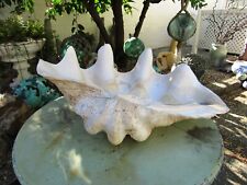 Giant clam shell tridacna gigas 24 1/2