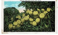 Vintage Fifty-two grape fruit on One Limb Florida Postcard picture