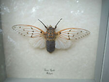 Real Cicada - Tosena Aquila - Malaysia  8' X 8' Inch Light Green Wooden Display  picture