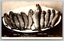 Catch of Trout Fish Little Manistee River Luther Michigan c1910 Real Photo RPPC picture