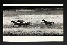 1989 Issaquah Fall City Washington Horses Running in Field Vintage Press Photo picture