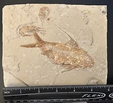 Lebanon Fossil, Nematonotus Longispinus from Hgula, Cretaceous, 100 Mil.Years picture