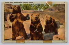 Kodiac Bears Brookfield Zoo Chicago Illinois Vintage Unposted Linen Postcard picture