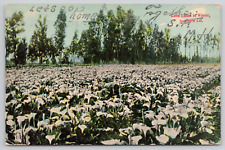 Southern California Calla Lilies In Winter Posted 1913 Divided Back Postcard picture