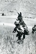 Hero Soldier Carrying Wounded Donkey War WW2 Military Funny 5X7 Photo Art 223 picture