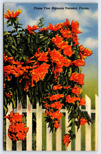 Florida, Flame Vine Plant, Bignonia Venusta, Antique, Vintage Postcard picture