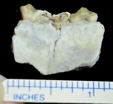 Oreodont Juvenile Lower Tooth, Merycoidodon Fossil, Badlands, S Dakota, O1162 picture