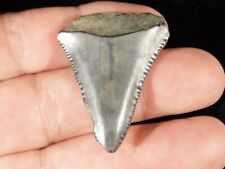 ANCESTRAL Great White SHARK Tooth Fossil SERRATED 100% Natural 6.8gr picture