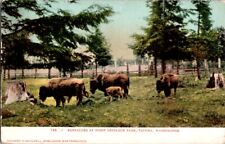 Postcard Buffalo at Point Defiance Park Tacoma WA Washington c.1901-1907   L-187 picture