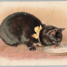 c1910s Embossed Cute Black Cat Drinking Milk Kitten Eating Water Postcard A190 picture