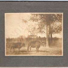 c1890s Outdoor Farm Cattle Shot Cabinet Card Real Photo Autumn Cow Bull Calf B22 picture