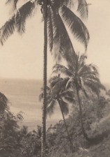 5B Photograph Picturesque Artistic Palm Trees Ocean View 1940's  picture