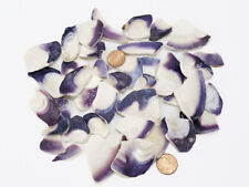 Wampum Quahog clam Shell pieces – 38 picture