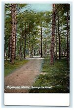 c1905 View Among The Pines Raymond Maine ME Unposted Antique Postcard picture