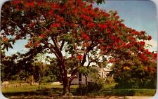 The Royal Poinciana Tree Vintage Postcard spc4 picture