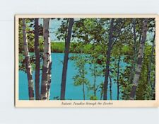 Postcard Nature's Paradise Through the Birches picture