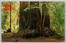 PPC Postcard CA California Muir Woods Redwoods picture