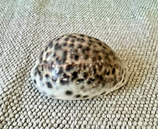 Cyprae Cervus Cowrie Seashell Tigris Tiger 2 3/4 Inches picture